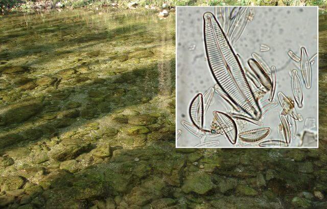 2019 and 2021 Taxonomic analyses from rivers in Slovenia