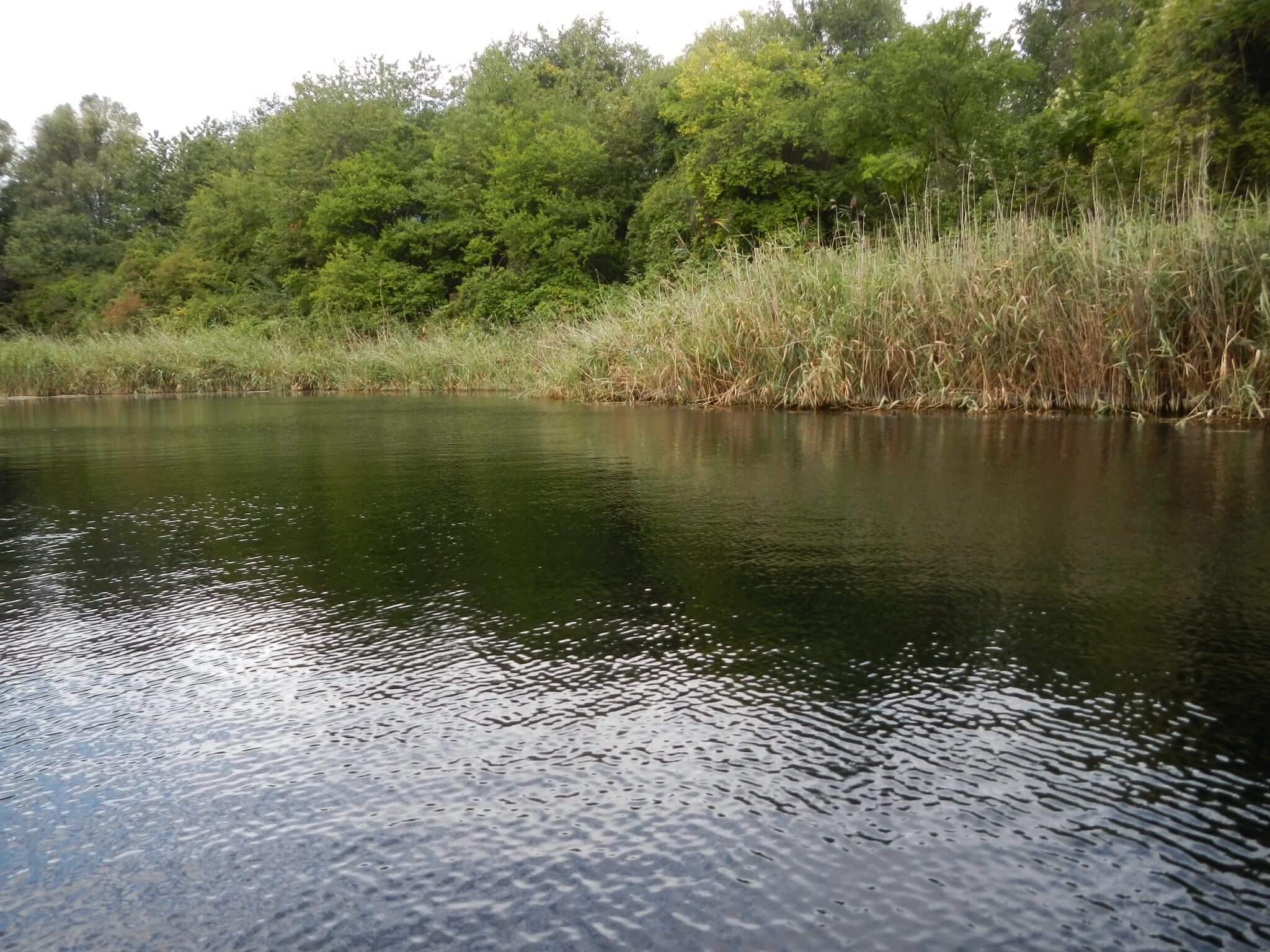 Benda- and Buttingerteich – Wiener Naturschutzbericht (2014)