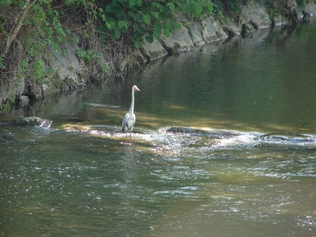 2016-2017 Schwechat study