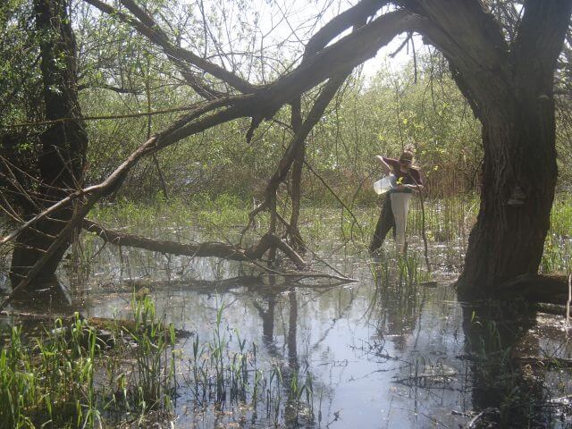 2016 Literature study about Bacillus thuringiensis israelensis (Bti)